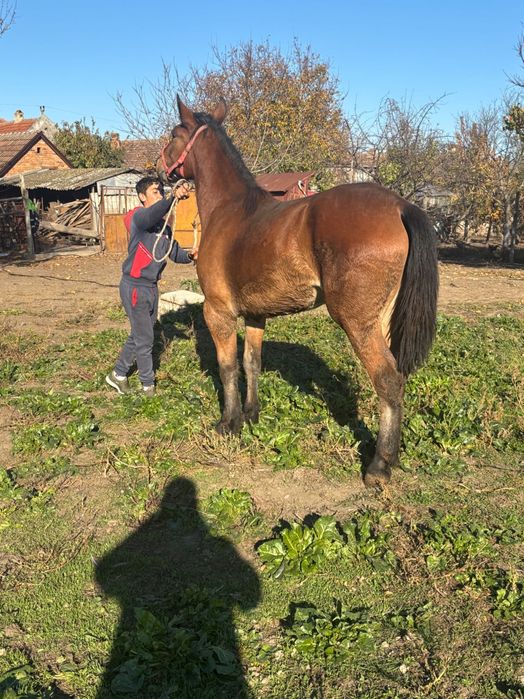 Manză de 1 an zumate foarte blândă cu forme