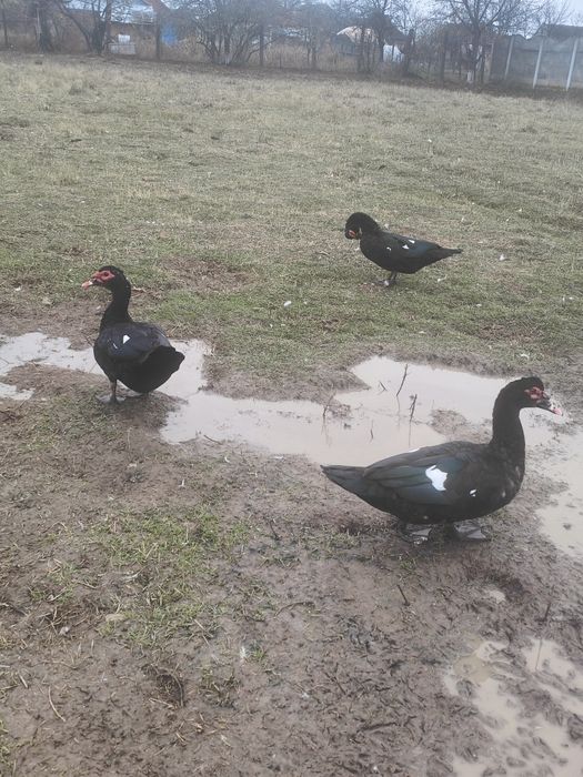 Vând rate și rățoi