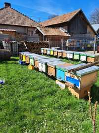 Vând familii de albine cu tot cu cutii