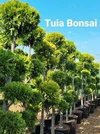 Tuia bonsai,glob,smaragd gold,leylandii, gard viu,photinea