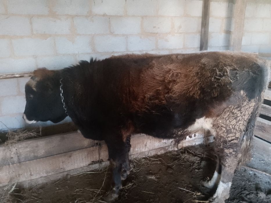 Продам Быка 11 месяцев