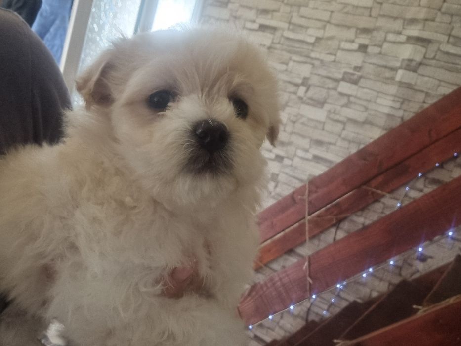 Cadoul de moș pentru oricine