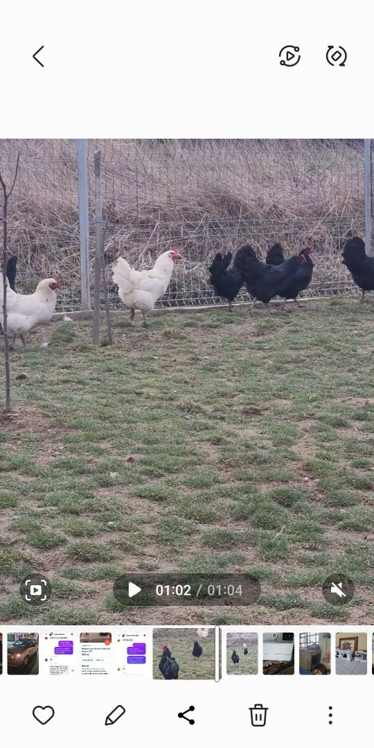 Ouă Găini Rasă AustraLorp Nr 1 pentru incubator sau Cloșcă, Satu Mare