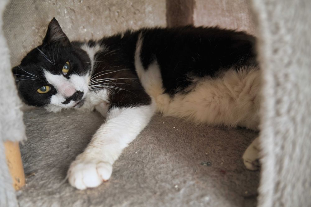 Charlie motan cuminte cu FIV adoptie