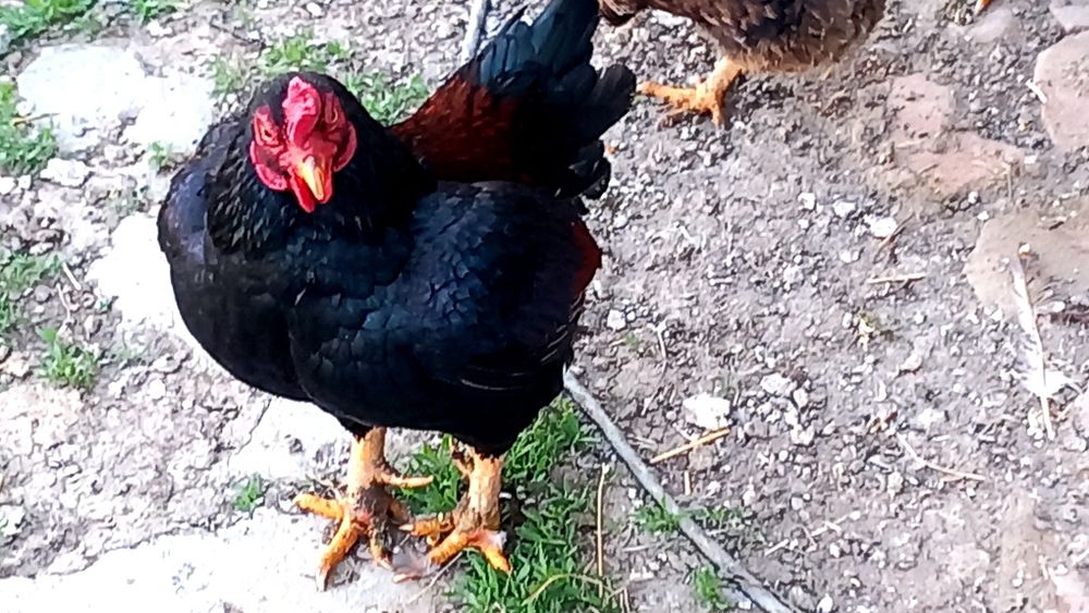 Combarant indian pitic