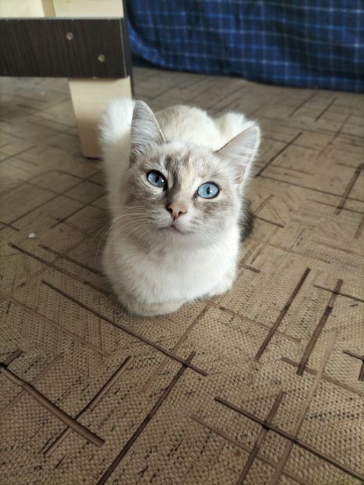 Отдам кошечку в добрые и заботливые руки.