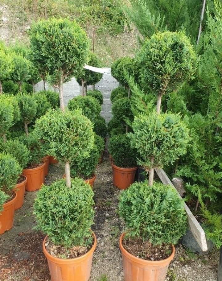 Vând Plante Ornamentale oriunde în tară la oferta de paste