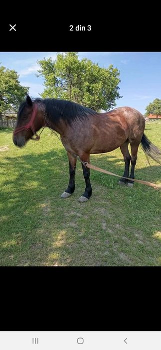 Vând iapa 6 ani foarte frumos