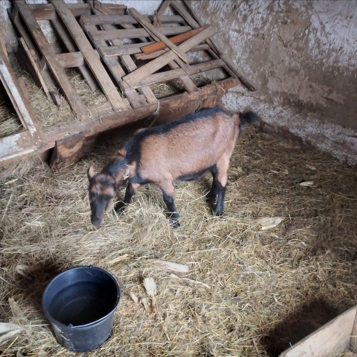 Vând două ieduțe și o capră