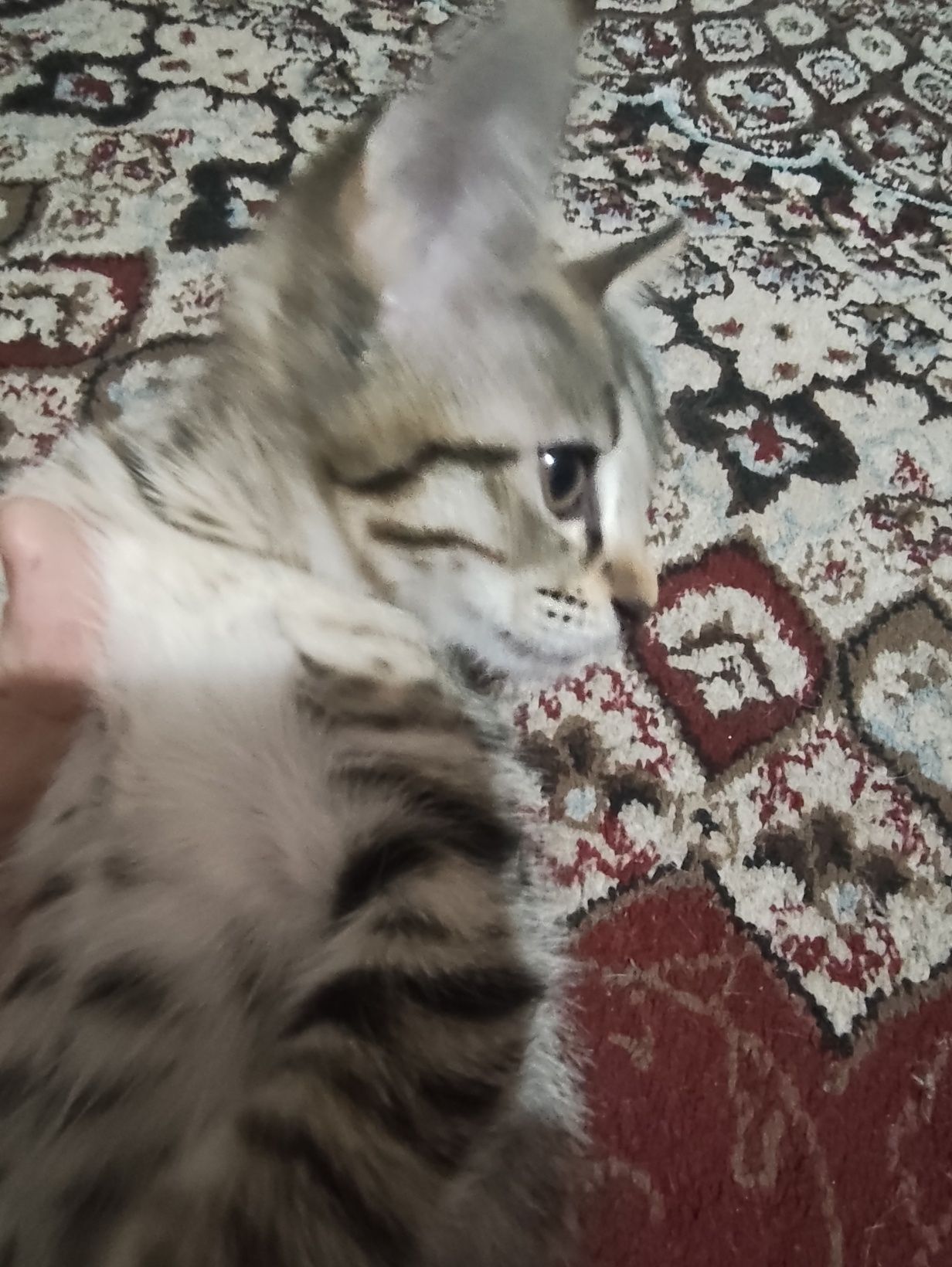 Mushuk hadyaga beriladi oʻgʻil 2oylik lotok biladi suxoy korm yeydi