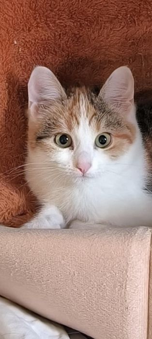 Подарявам малко трицветно котенце