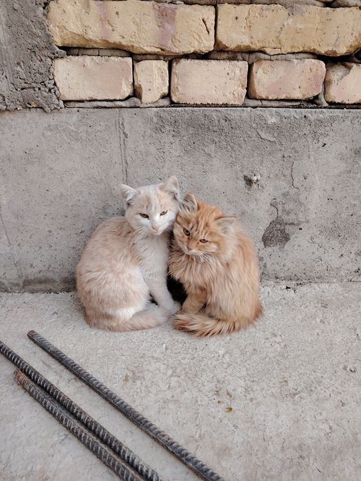 Отдам в добрые руки