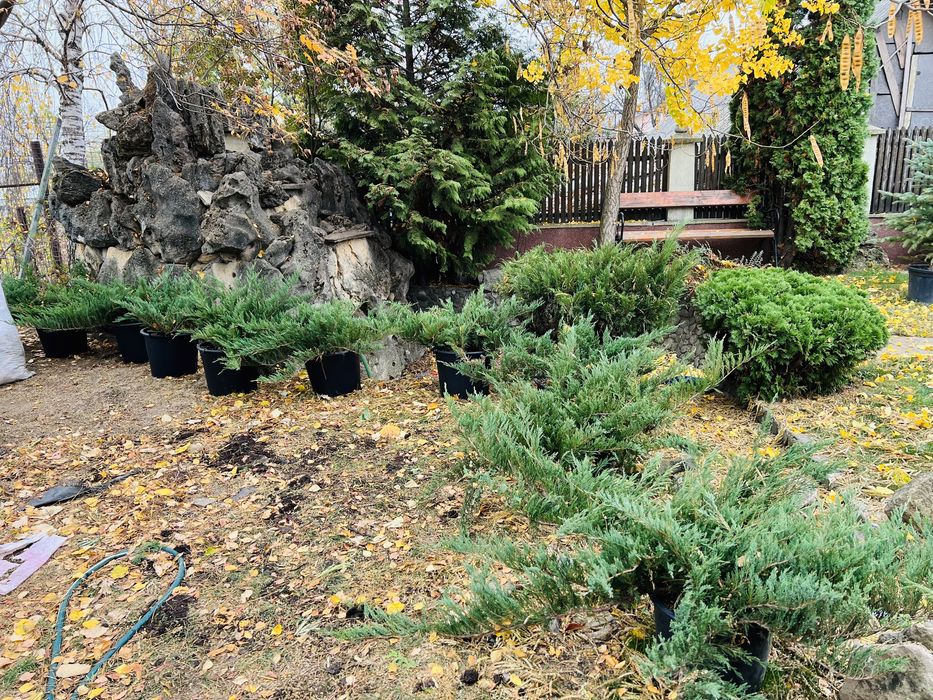 Plante din pepiniera, ienuperi, tuia pitica, brazi argintii, buxus glo