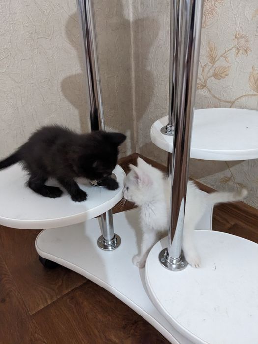 Отдам молодых котят