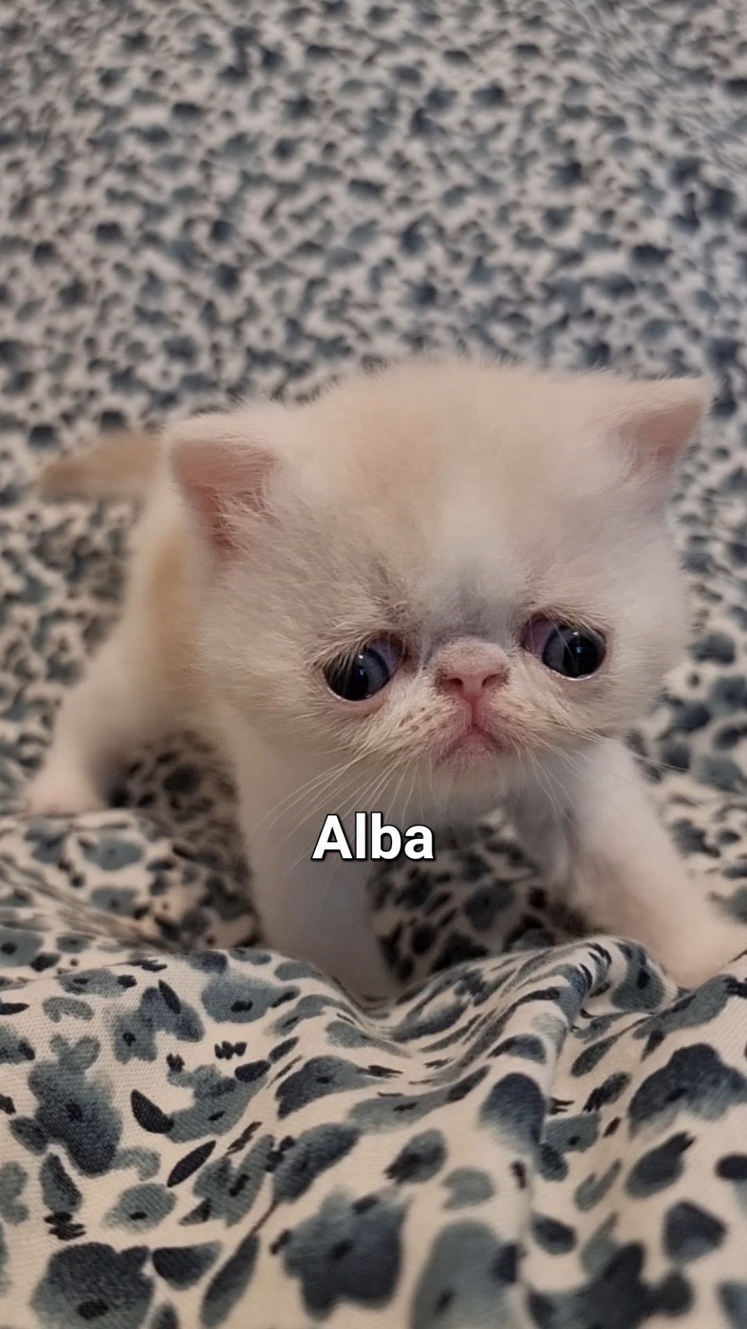 Alba, Fetiță Exotic Shorthair cu pedigree - transport &pachet optional