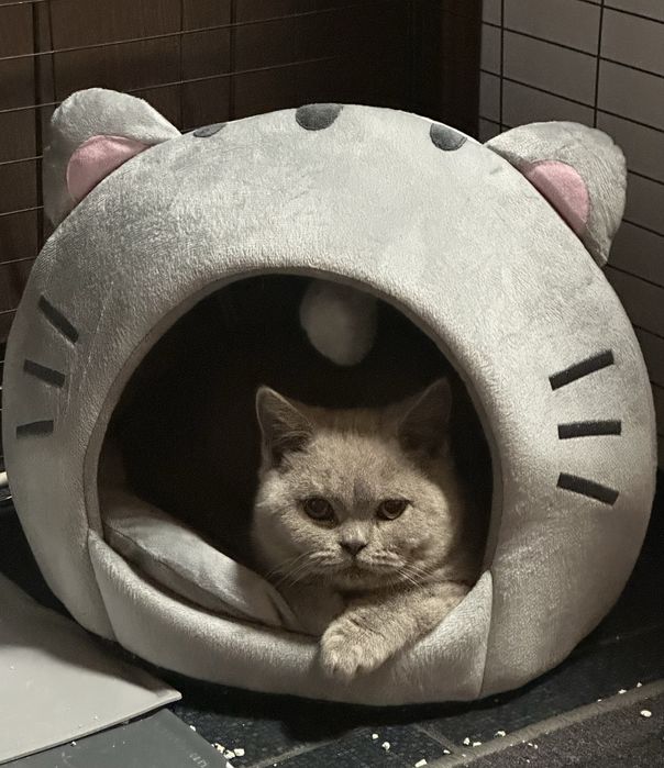 Pisoi British-Shorthair Cappucino