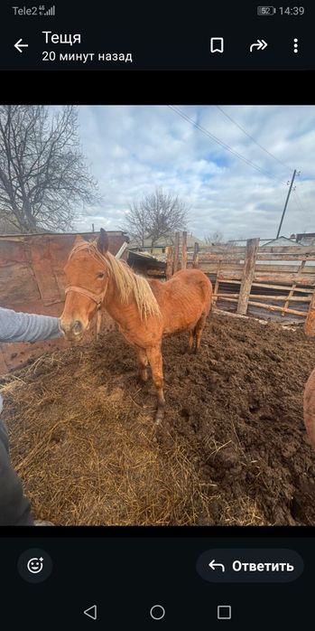 Продам кобылку 1.5