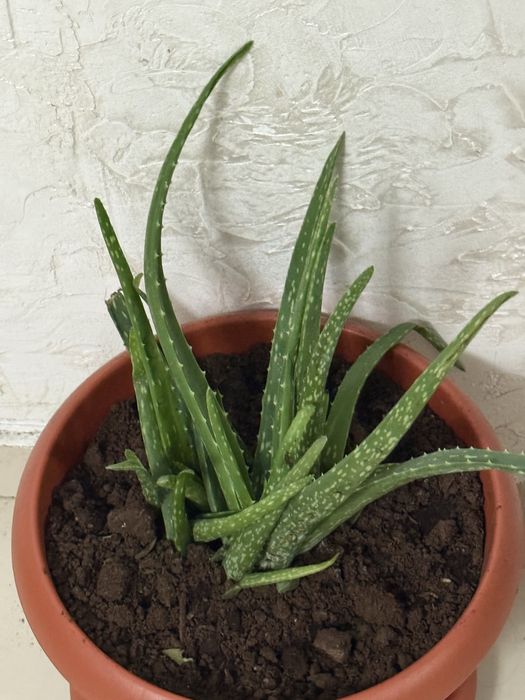 Алоэ — натуральный источник здоровья!