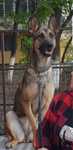 Ofer catei ciobanesc malinois