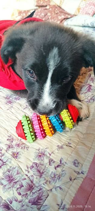 В добрые руки пристраиваю щенков