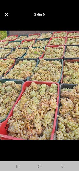 Vindem Struguri de vin transport oriunde în tara