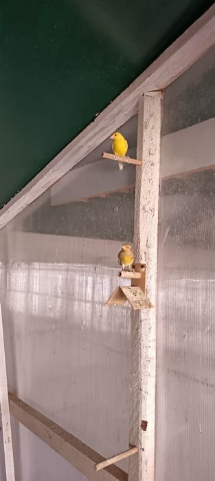 Canari razza spaniola