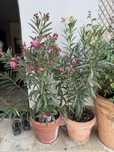 Vand lenadru Luteum plenum si Splendens giganteum