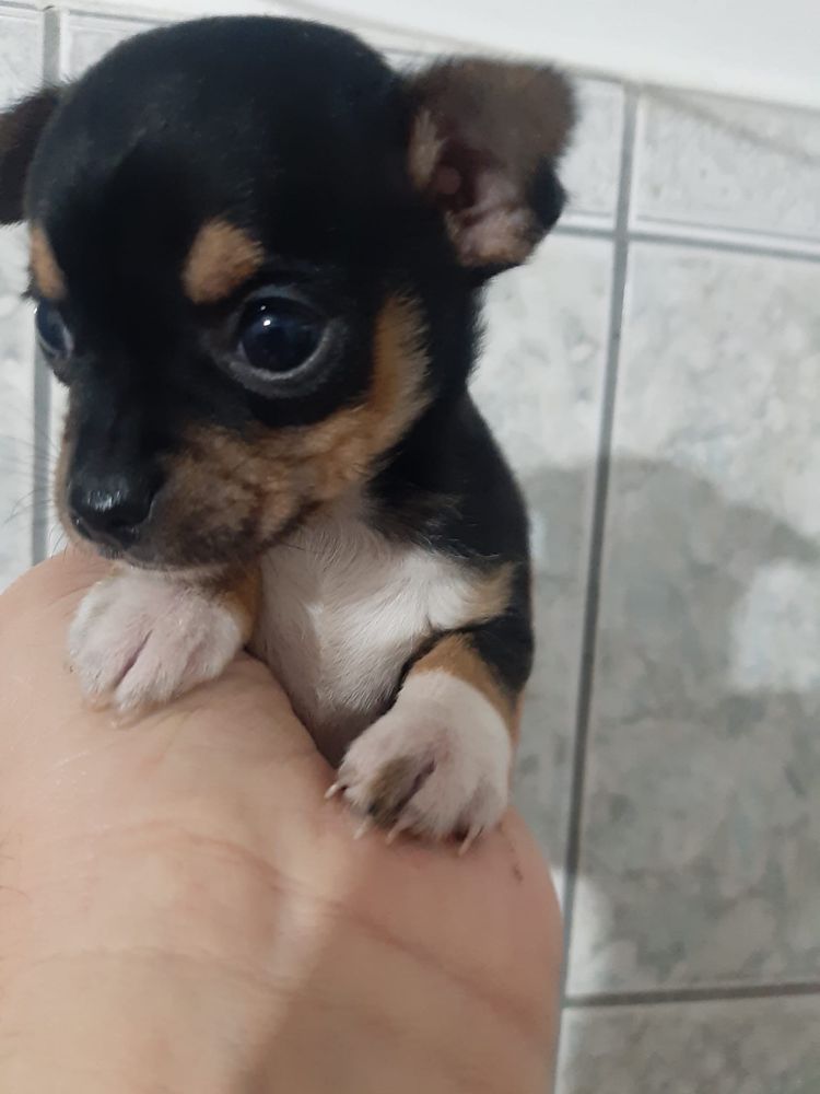 Fetita mini de poseta ( chihuahua )