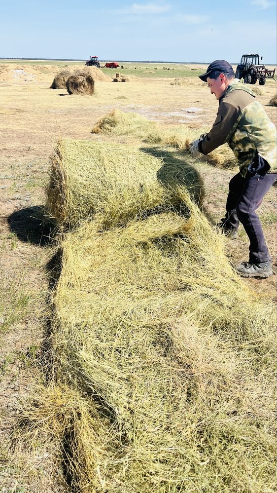 Тюки степное житняк