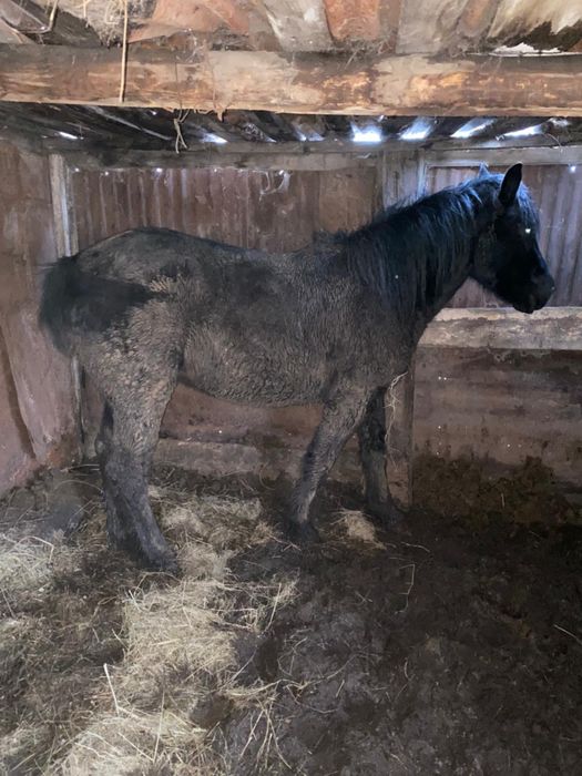 Продаю откормачных лошадей