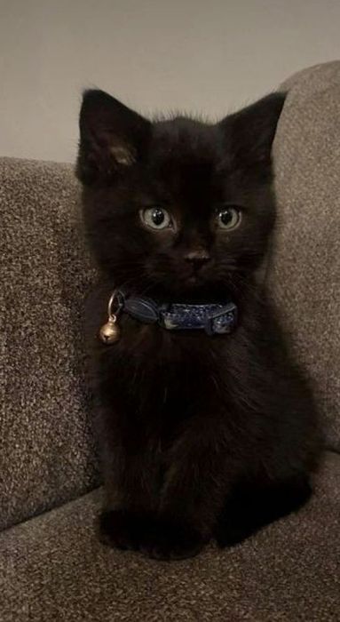 Чёрный котенок с  зелеными глазами.