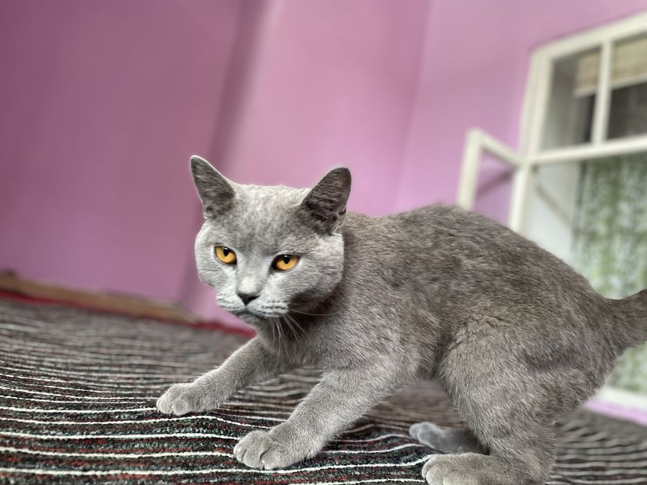 shinshila erkak