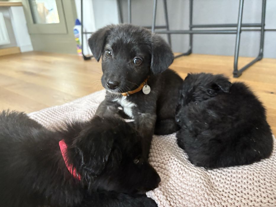 Cateluse spre adoptie