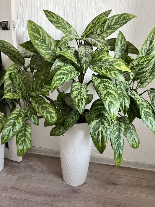 Комнатные цветы недорого