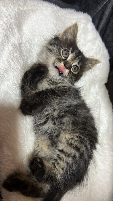 Mushuk / mushukcha beriladi