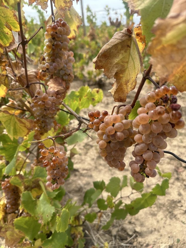 Struguri pentru vin din podgoriile Vrancea