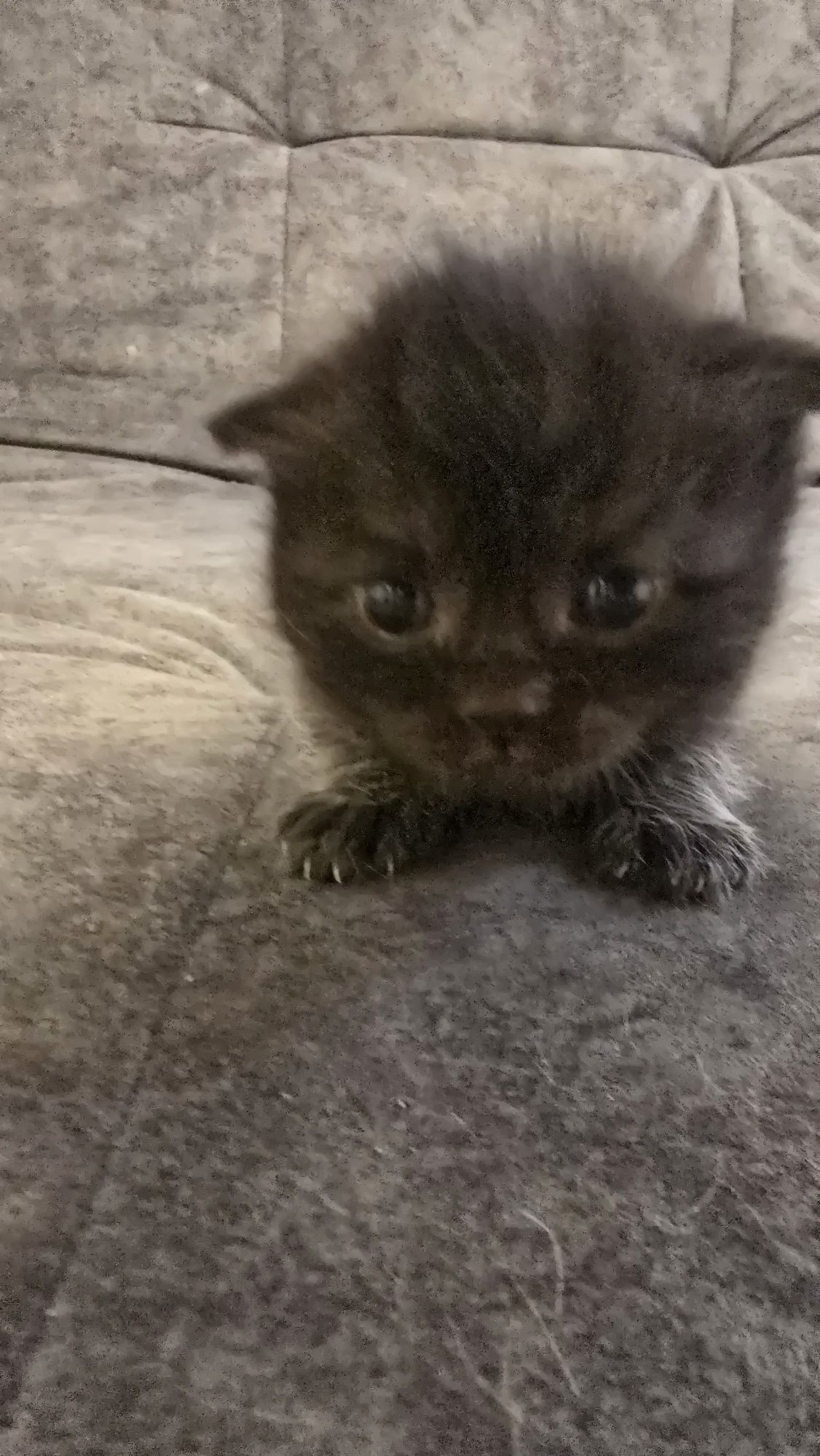 Продаю котят скотиф фолд