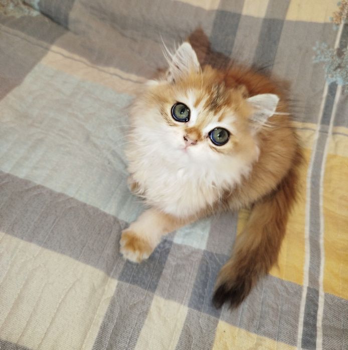 Продаются  чистокровные котята