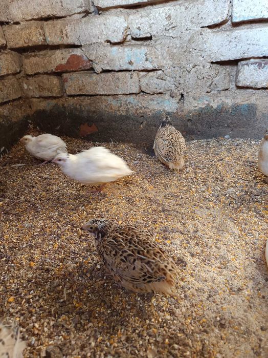 Prepelițe de 4 -5 săptămâni