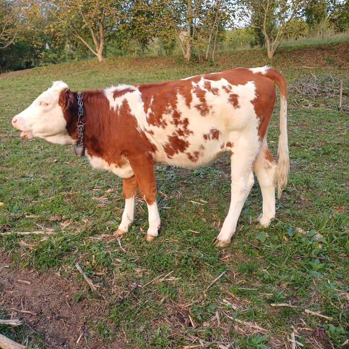 Vând 2 juninci de 1 an