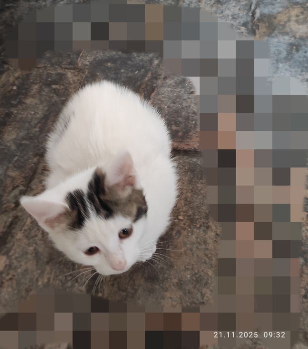 Tekinga mushu bolasini beraman 2 oyli soglom prirvka qlingan