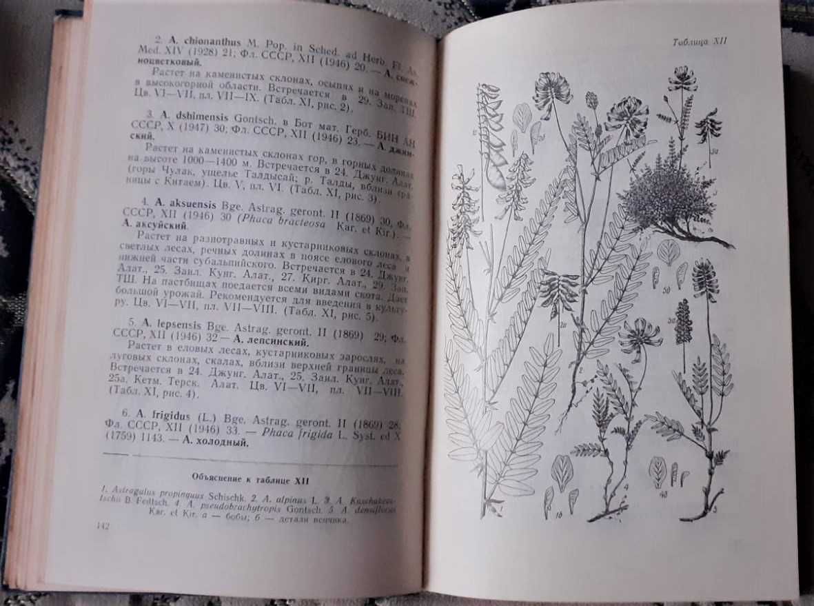 книга Иллюстрирован определитель растений семейства бобовых Казахстана
