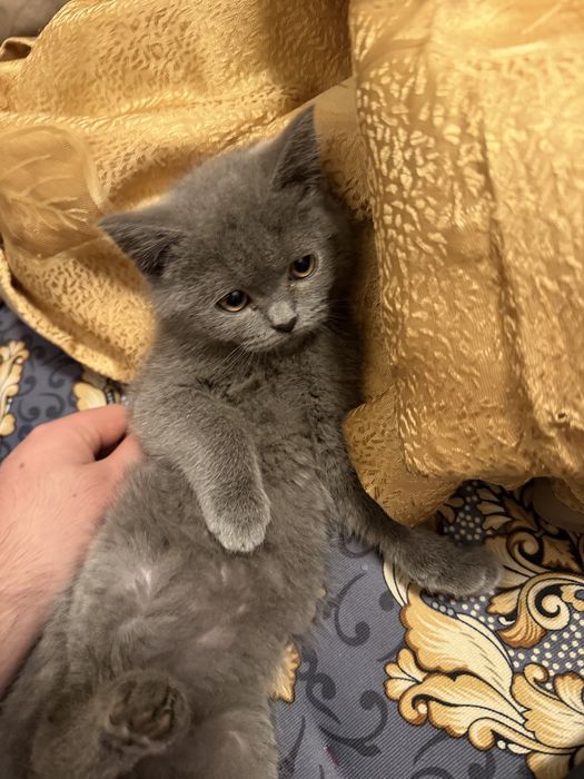 котенок британский