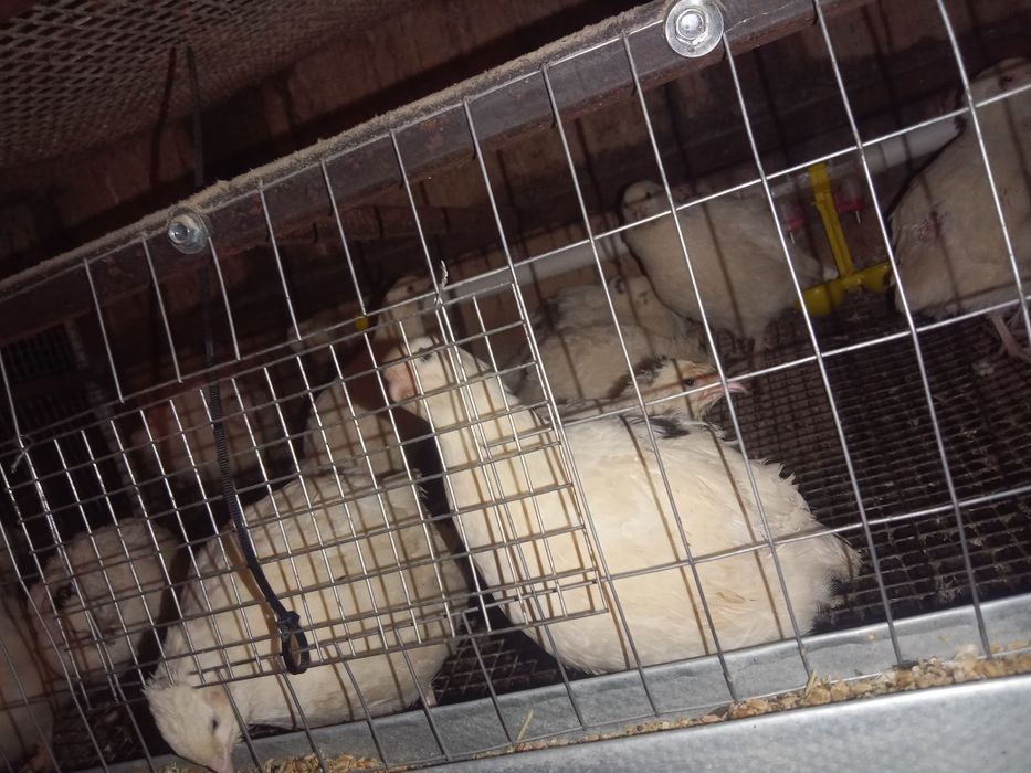 Перепела несушки