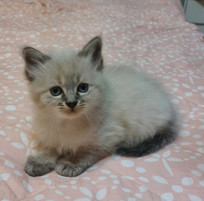 Pui pisica birmaneza