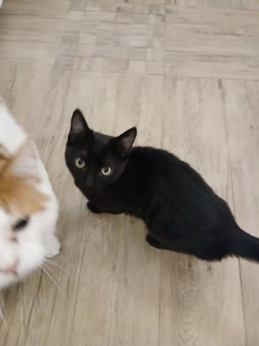 Подарявам малко мъжко котенце