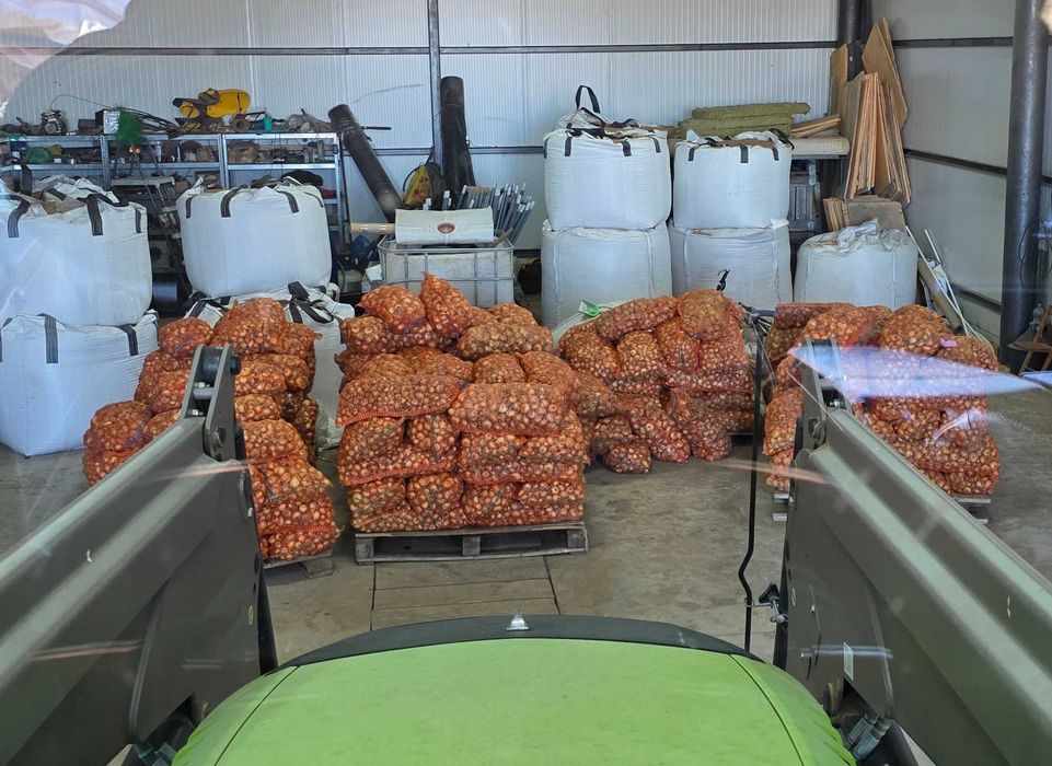 Ceapă pentru plantat – calibru 30-60 mm