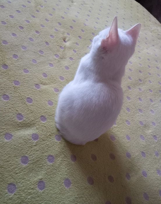 Tezda arzon mushuk sotiladi