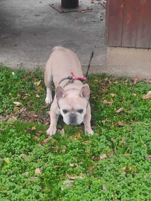 Продавам Френски булдог