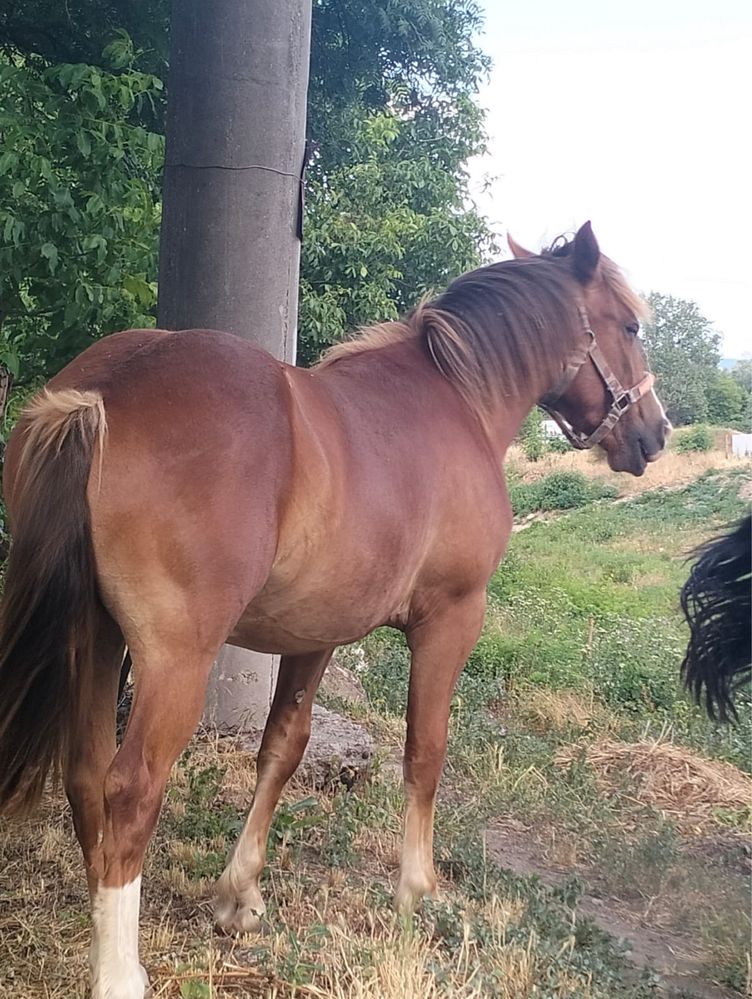 vând mânză cuminte